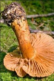 Cortinarius callisteus image