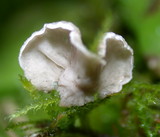Arrhenia retiruga image