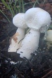 Leucocoprinus cretaceus image