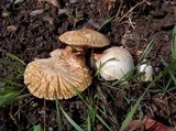 Agrocybe molesta image