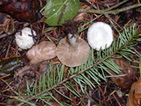 Inocybe geophylla image