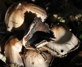 Coprinopsis romagnesiana image