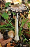 Coprinopsis variegata image