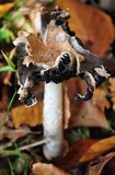 Coprinopsis variegata image