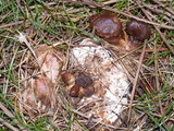 Clitocybe sclerotoidea image
