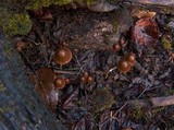 Psathyrella corrugis image