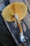 Gymnopilus penetrans image