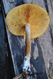 Gymnopilus penetrans image