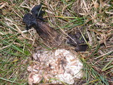 Clitocybe sclerotoidea image