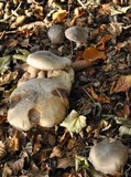 Ampulloclitocybe clavipes image