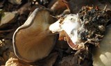 Ampulloclitocybe clavipes image