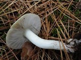 Tricholoma portentosum image