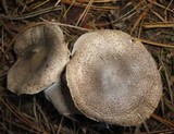 Tricholoma terreum image