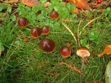 Macrocystidia cucumis image