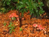 Amanita amerimuscaria image