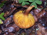 Phylloporus arenicola image