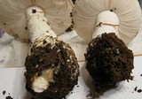 Amanita smithiana image