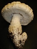 Amanita magniverrucata image