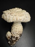 Amanita magniverrucata image