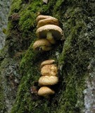 Pholiota squarrosa image