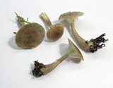 Ampulloclitocybe clavipes image