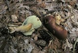 Boletus badius image