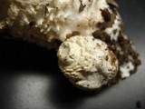 Amanita magniverrucata image