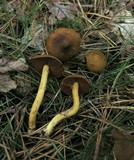 Cortinarius semisanguineus image