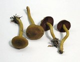 Cortinarius semisanguineus image