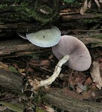 Stropharia aeruginosa image