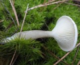 Cantharellula umbonata image