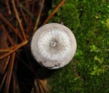 Cantharellula umbonata image