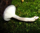 Cantharellula umbonata image