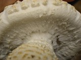 Amanita magniverrucata image