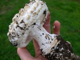 Amanita magniverrucata image