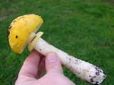 Amanita augusta image