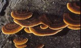 Gloeophyllum sepiarium image