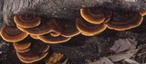 Gloeophyllum sepiarium image