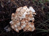 Leucoagaricus meleagris image