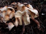 Leucoagaricus meleagris image