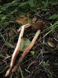 Phaeocollybia spadicea image