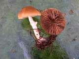 Psathyrella longistriata image