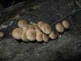 Pholiota terrestris image
