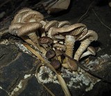 Pholiota terrestris image