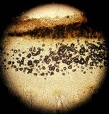 Pholiota terrestris image