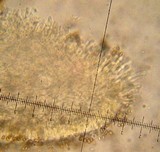 Pholiota terrestris image