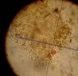 Pholiota terrestris image