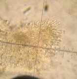 Pholiota terrestris image