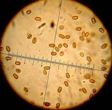 Pholiota terrestris image