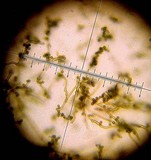 Disciseda candida image